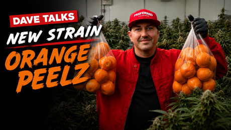 Dave Talks New Strain "Orange Peelz"