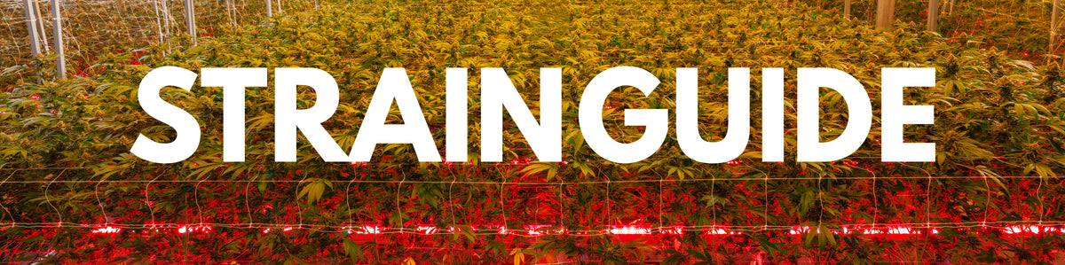 Strains – Preferred Gardens
